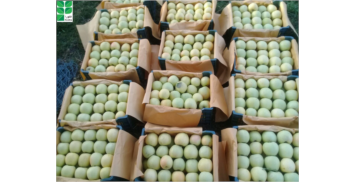 باغ سیب، اشنویه
